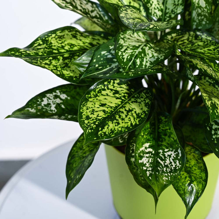 Aglaonema Snow White Plant (চাইনিজ এভারগ্রীন)