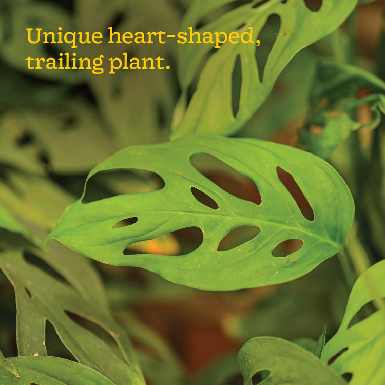 Broken Heart Plant (Monstera Adansonii)
