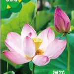 পদ্ম বীজ (Standard Lotus Seeds) – |about 5 pieces