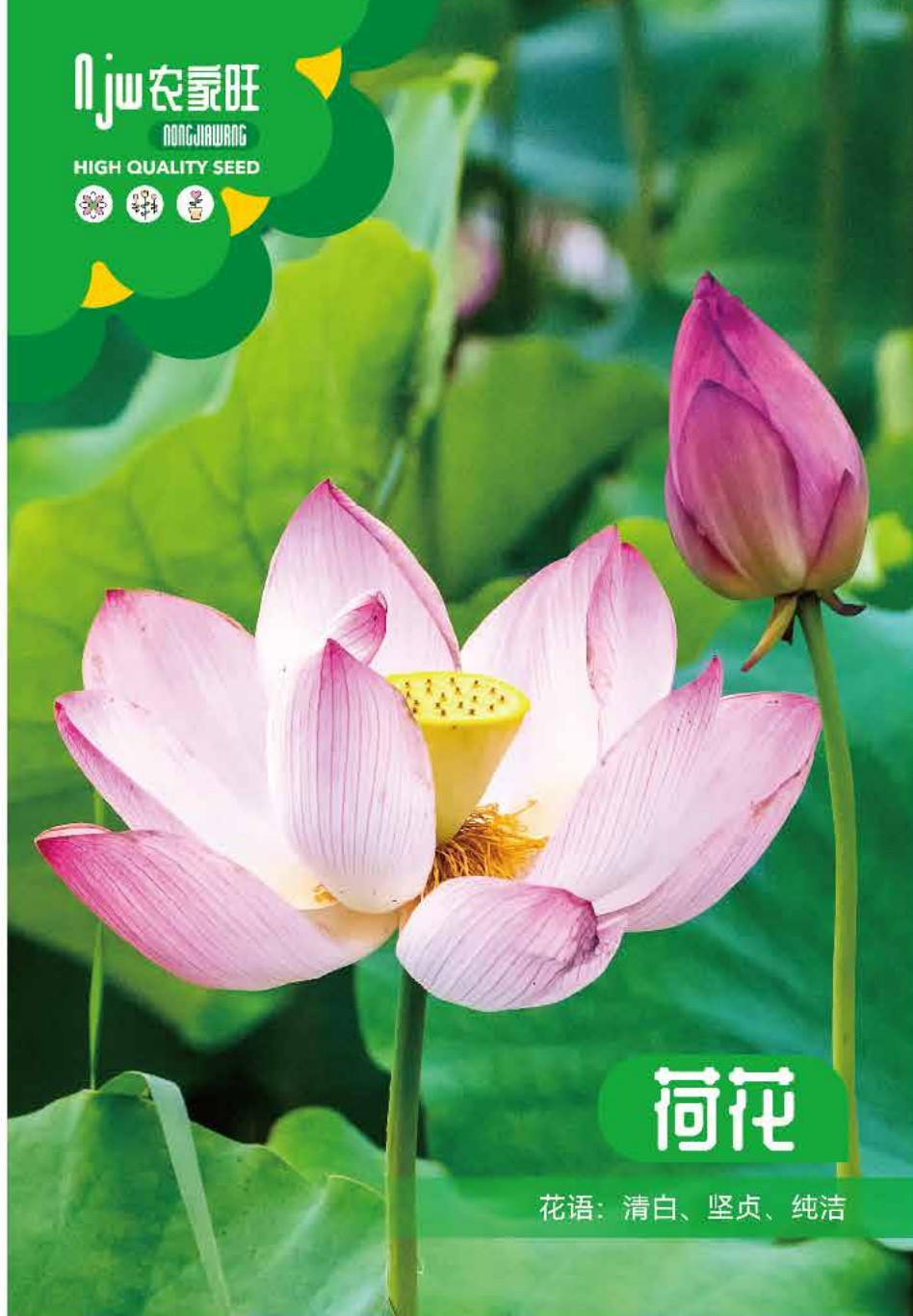 পদ্ম বীজ (Standard Lotus Seeds) – |about 5 pieces