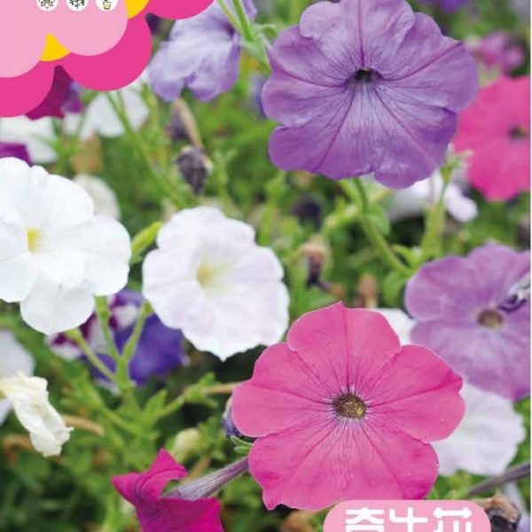 উন্নত জাতের লতানো মর্নিং গ্লোরি ফুলের বীজ (Morning Glory Seeds - 50 pcs)