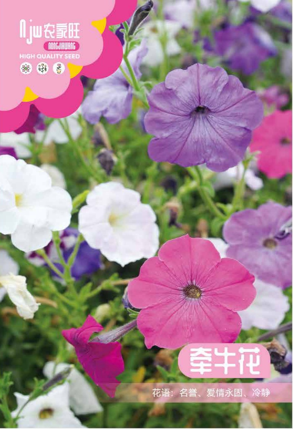 উন্নত জাতের লতানো মর্নিং গ্লোরি ফুলের বীজ (Morning Glory Seeds - 50 pcs)