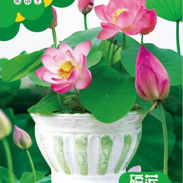 বোল লোটাস বা বাটি পদ্ম বীজ (Bowl Lotus Seeds) – | about 5 pieces) – প্রিমিয়াম উইন্টার কালেকশন