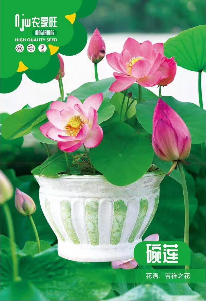 বোল লোটাস বা বাটি পদ্ম বীজ (Bowl Lotus Seeds) – | about 5 pieces) – প্রিমিয়াম উইন্টার কালেকশন