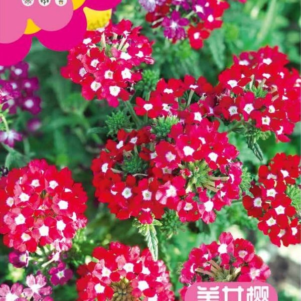 উন্নত জাতের বিউটি সাকুরা বা ভারবেনা ফুলের বীজ (Beauty Sakura / Verbena Seeds - 400 pcs)