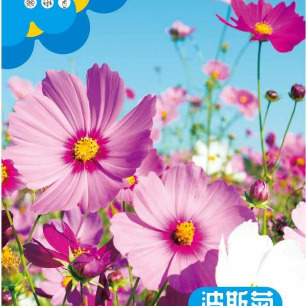 উন্নত জাতের কসমস ফুলের বীজ (Cosmos Seeds - 200 pcs)