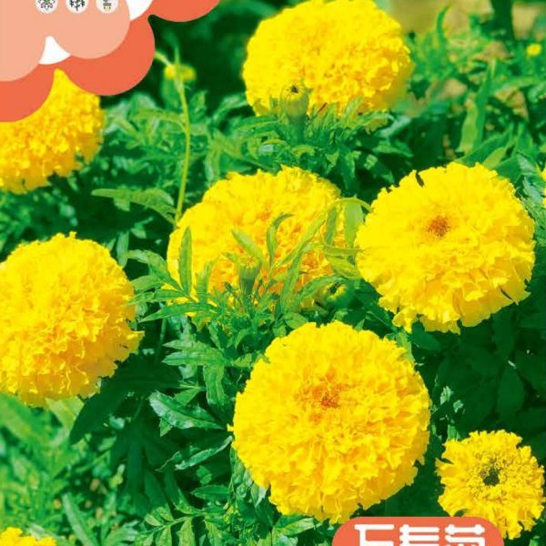 উন্নত জাতের হলুদ আফ্রিকান গাঁদা ফুলের বীজ (Yellow African Marigold Seeds - 130 pcs)