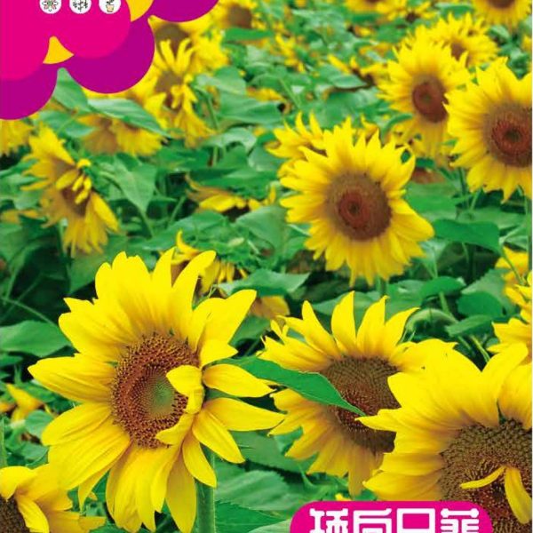 উন্নত জাতের খাটো সূর্যমুখী ফুলের বীজ (Dwarf Sunflower Seeds - 30 pcs)