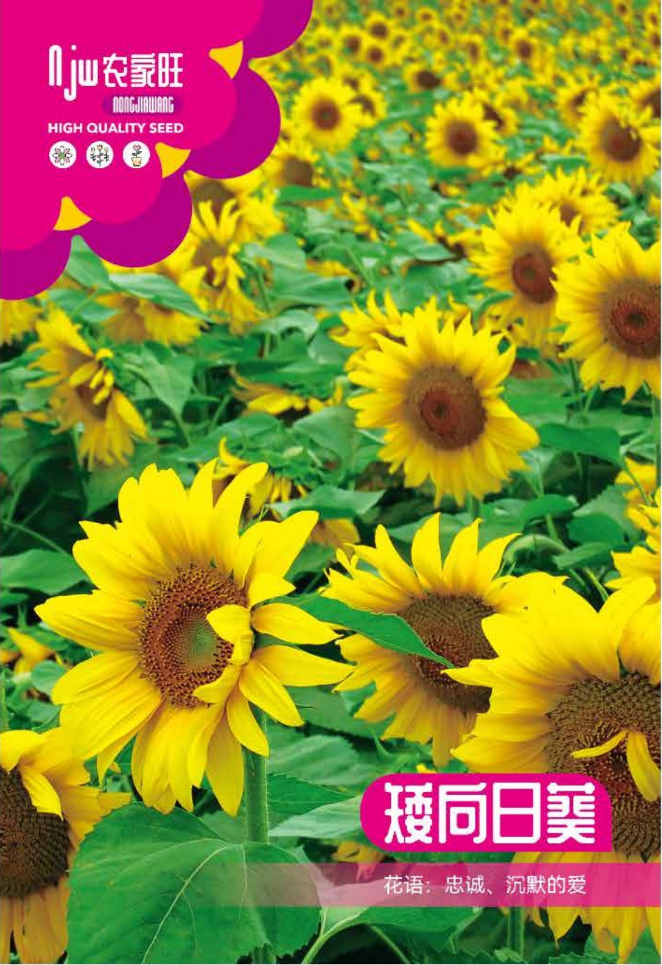 উন্নত জাতের খাটো সূর্যমুখী ফুলের বীজ (Dwarf Sunflower Seeds - 30 pcs)