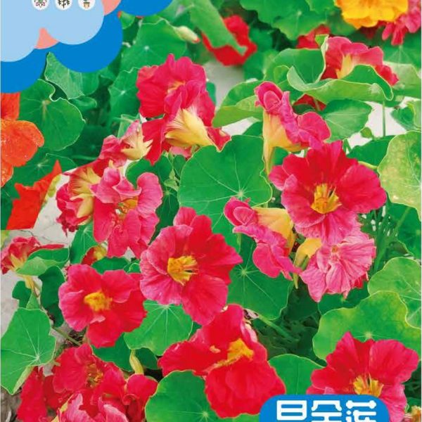 উন্নত জাতের ন্যাস্টারশিয়াম ফুলের বীজ (Nasturtium Seeds - 20 pcs)