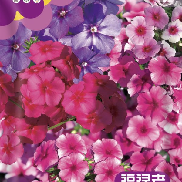 ফ্লক্স ফুলের বীজ (Phlox Flower Seeds) | About 200 pcs
