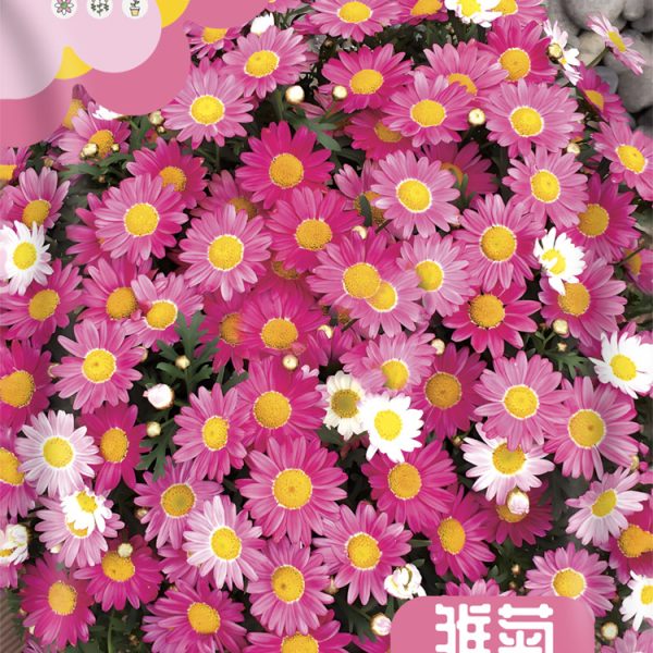 উন্নত জাতের ডেইজি ফুলের বীজ (Daisy Seeds - 450 pcs)