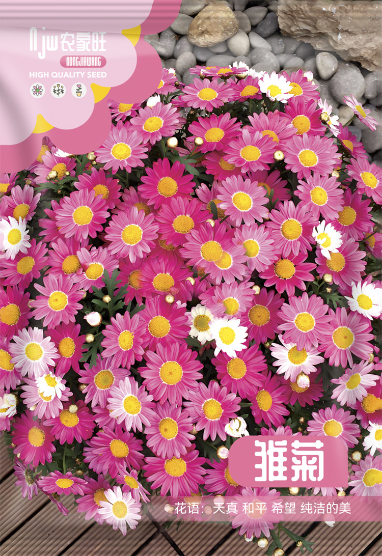 উন্নত জাতের ডেইজি ফুলের বীজ (Daisy Seeds - 450 pcs)
