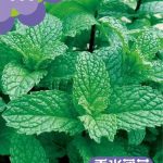 উন্নত জাতের সুগন্ধি পুদিনা পাতার বীজ (Mint Seeds - 1000 pcs)