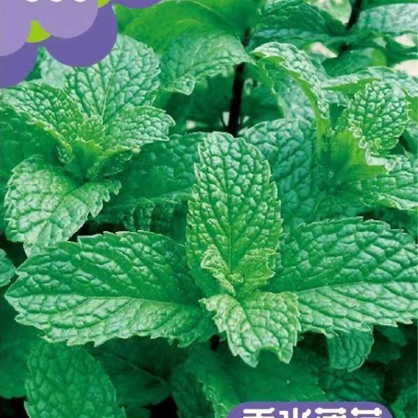 উন্নত জাতের সুগন্ধি পুদিনা পাতার বীজ (Mint Seeds - 1000 pcs)