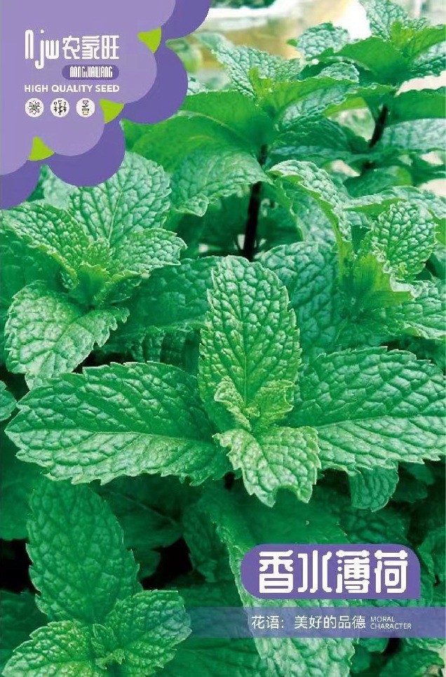 উন্নত জাতের সুগন্ধি পুদিনা পাতার বীজ (Mint Seeds - 1000 pcs)