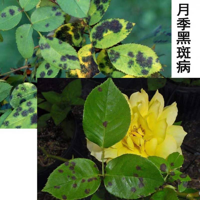 গুওগুয়াং ইংনা ৫০ ডব্লিউপি | (Guoguang Yingna 50 WP - 50g)  গাছের পাতা ঝলসানো বা কালো দাগ পড়া রোগ দমনের শক্তিশালী ছত্রাকনাশক!