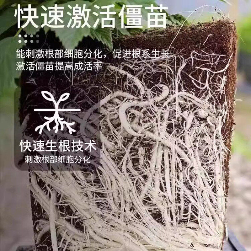 স্ট্রং রুটিং পাউডার | 25 gm | (Strong Rooting Powder )