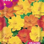 সালফার ক্রিসেন্থেমাম বীজ | (Sulfur Chrysanthemum) - প্রায় ১২০ পিস বীজ