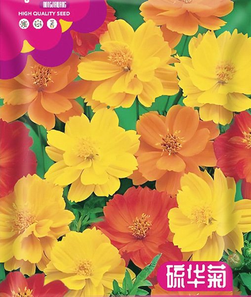 সালফার ক্রিসেন্থেমাম বীজ | (Sulfur Chrysanthemum) - প্রায় ১২০ পিস বীজ