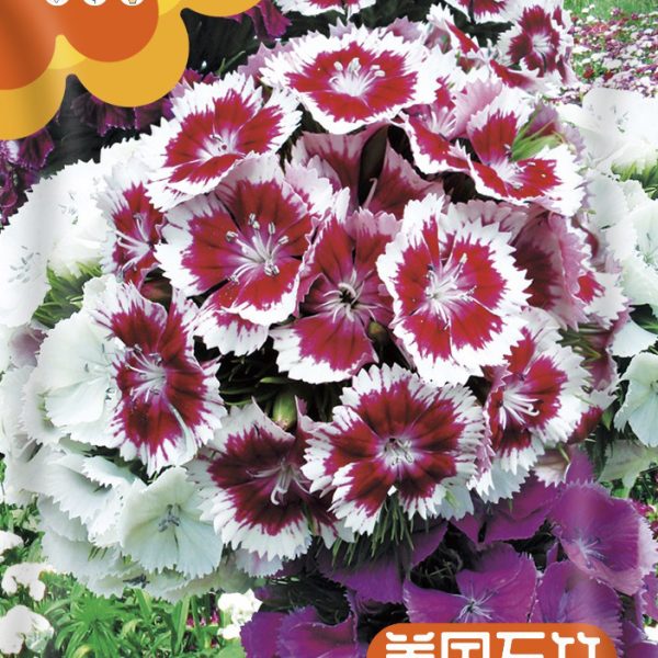 আমেরিকান ডায়ান্থাস (American Dianthus) – | about 200 pieces