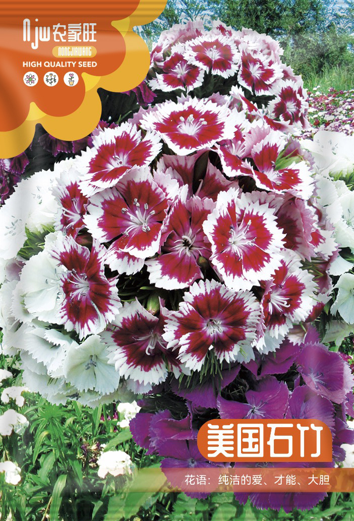 আমেরিকান ডায়ান্থাস (American Dianthus) – | about 200 pieces