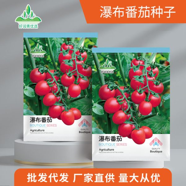 Waterfall Cherry Tomato Seeds | (হাইব্রিড ঝাড়/ঝুলন্ত চেরি টমেটো বীজ)