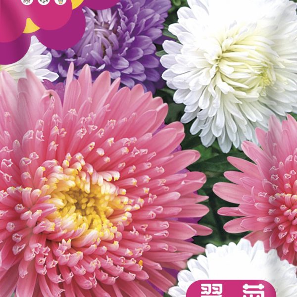 চায়না অ্যাস্টার ফুলের বীজ (China Aster) – প্রিমিয়াম উইন্টার কালেকশন
