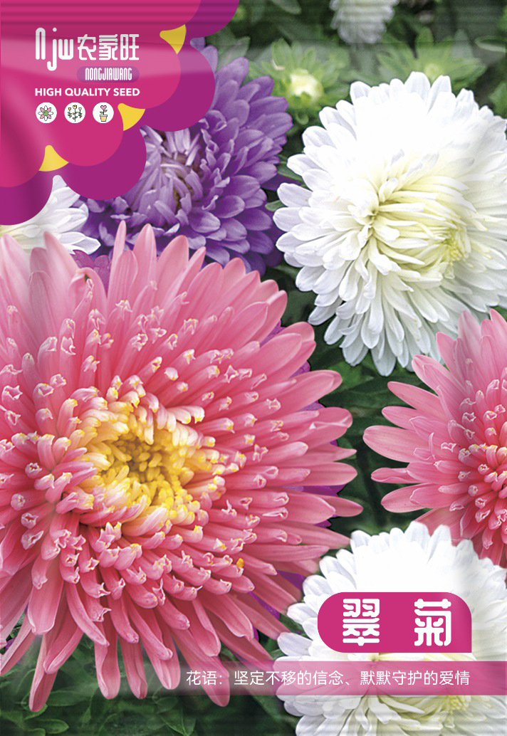 চায়না অ্যাস্টার ফুলের বীজ (China Aster) – প্রিমিয়াম উইন্টার কালেকশন