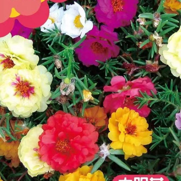 উন্নত জাতের টাইম ফুল বা পর্তুলিকা বীজ (Portulaca / Time Flower Seeds)