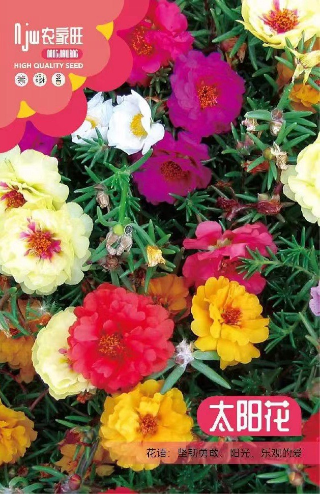 উন্নত জাতের টাইম ফুল বা পর্তুলিকা বীজ (Portulaca / Time Flower Seeds)