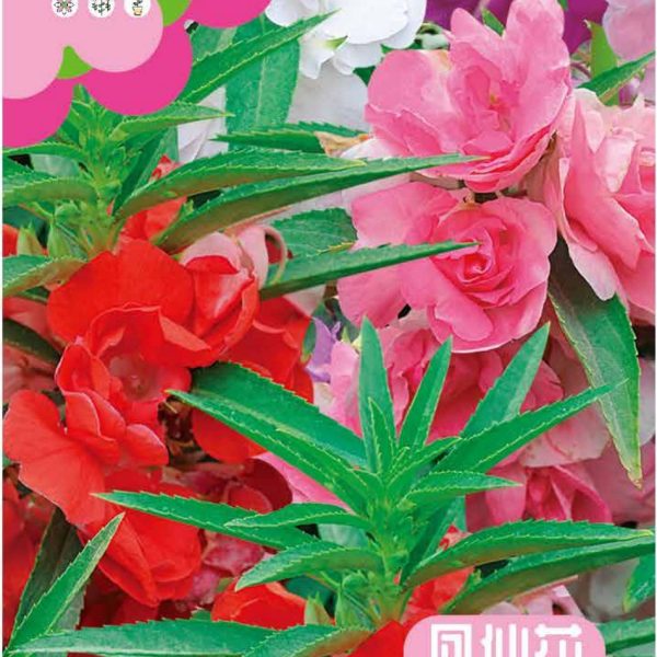 উন্নত জাতের ইমপেশেন্স ফুলের বীজ (Impatiens Seeds - 180 pcs)