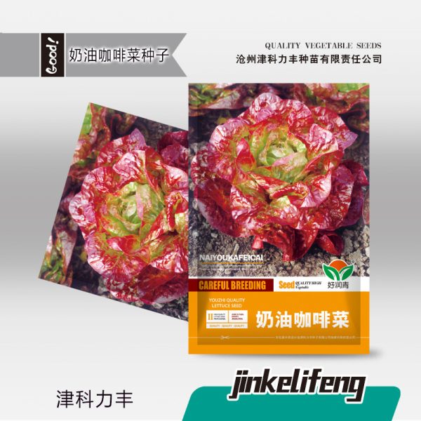 Cream Coffee Butterhead Lettuce Seeds (হাইব্রিড ক্রিম কফি লেটুস বীজ - ১০০০ পিস প্যাকেট)
