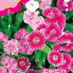 কালারফুল কার্নেশন ফুলের বীজ (Colorful Carnation Seeds - 400 pcs)
