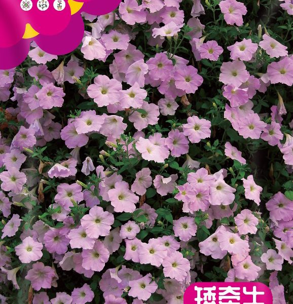উন্নত জাতের পিটুনিয়া ফুলের বীজ (Petunia Seeds - 5000 pcs)