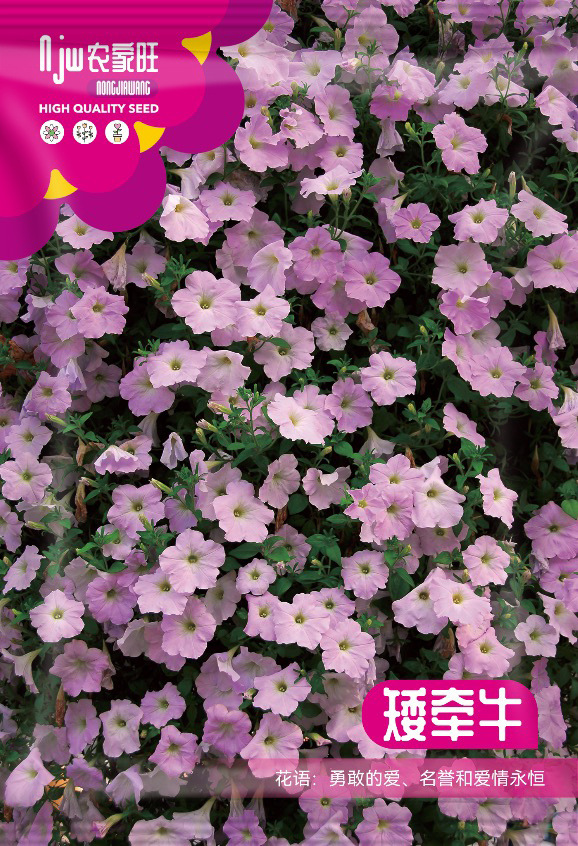 উন্নত জাতের পিটুনিয়া ফুলের বীজ (Petunia Seeds - 5000 pcs)