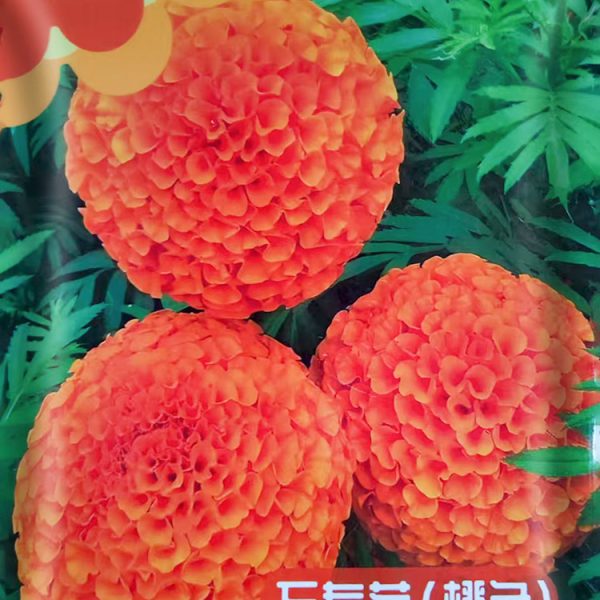 উন্নত জাতের কমলা আফ্রিকান গাঁদা ফুলের বীজ (Orange African Marigold Seeds - 130 pcs)