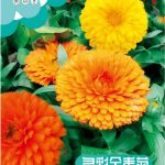 উন্নত জাতের গাঁদা ফুলের বীজ (Marigold Seeds - 150 pcs)