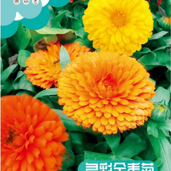 উন্নত জাতের গাঁদা ফুলের বীজ (Marigold Seeds - 150 pcs)
