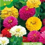 উন্নত জাতের জিনিয়া ফুলের বীজ (Zinnia Seeds - 100 pcs)