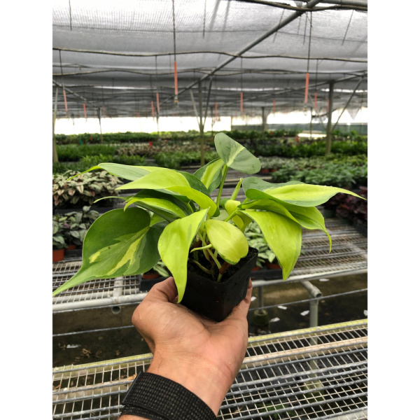 Philodendron Brazil