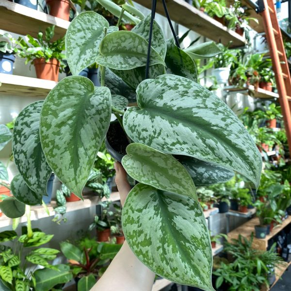 সিনডাপসাস ট্রুবি (Scindapsus Treubii) – স্নিগ্ধ রূপোলি পাতার নজরকাড়া ইনডোর প্ল্যান্ট!