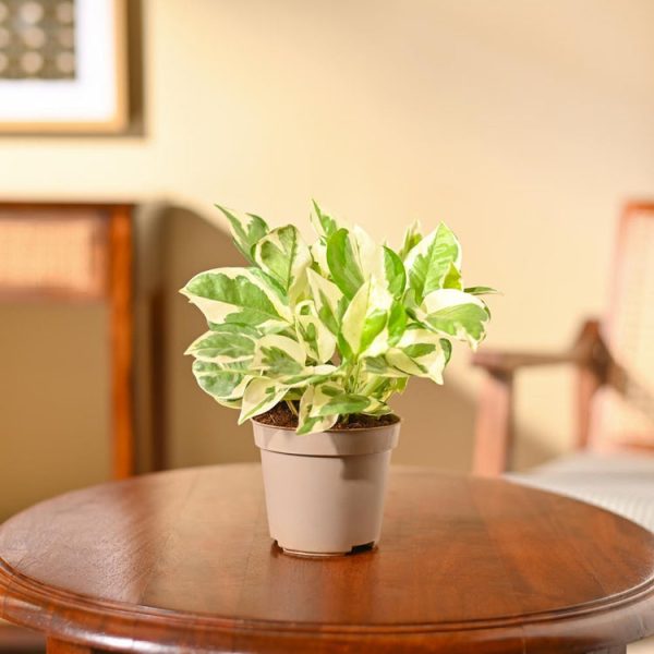 Money Plant N'Joy